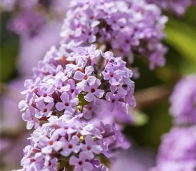 Buddleja alternifolia Buddleja alternifolia