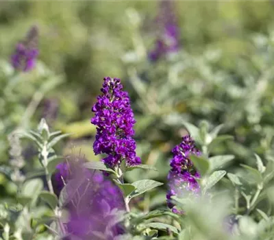 Buddleja davidii 'Blue Chip' -R- Buddleja davidii 'Blue Chip' -R-