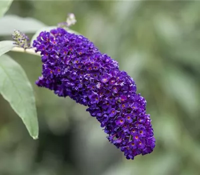 Buddleja davidii 'Black Knight' Buddleja davidii 'Black Knight'