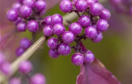 Callicarpa bodinieri giraldii
