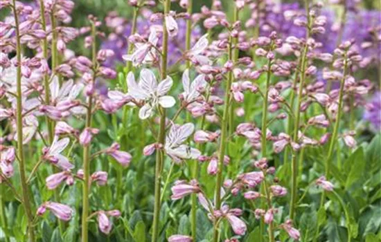 Diptam – wenn eine Pflanze Feuer fängt Diptam – wenn eine Pflanze Feuer fängt