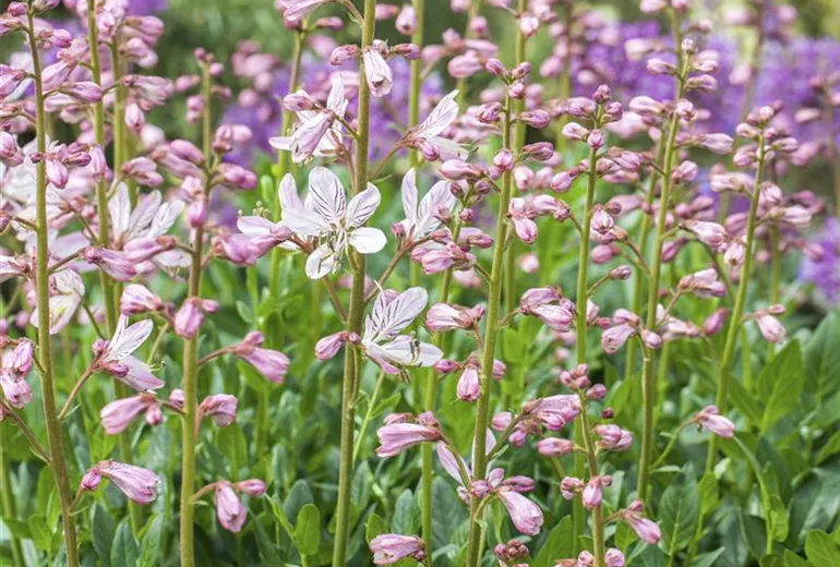 Dictamnus albus Dictamnus albus