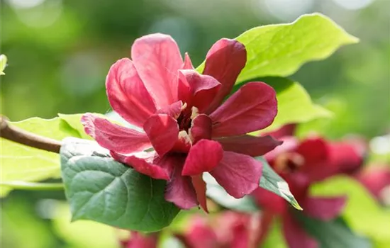 Calycanthus raulst.'Hartlage Wine'