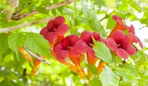 Rote Kletter-Trompetenblume