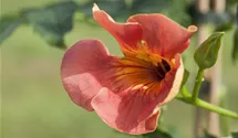 Rote Kletter-Trompetenblume
