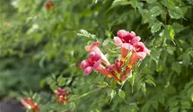 Rote Kletter-Trompetenblume