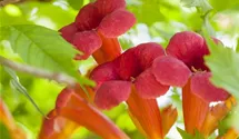 Rote Kletter-Trompetenblume