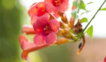 Rote Kletter-Trompetenblume