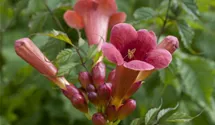 Rote Kletter-Trompetenblume