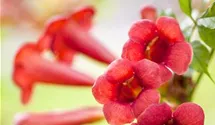 Rote Kletter-Trompetenblume