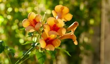 Rote Kletter-Trompetenblume