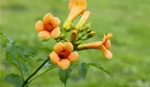 Große Kletter-Trompetenblume 'Mme Galen'