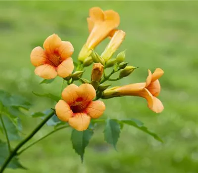 Campsis tagliabuana 'Mme Galen' Campsis tagliabuana 'Mme Galen'