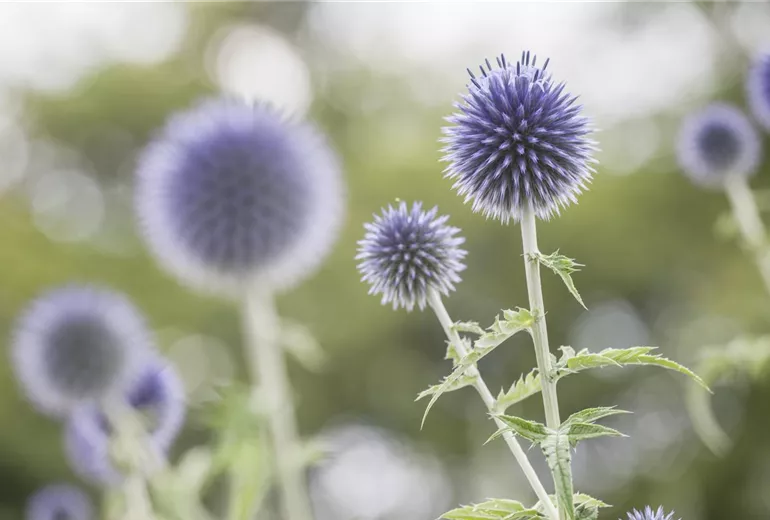 Echinops ritro Echinops ritro