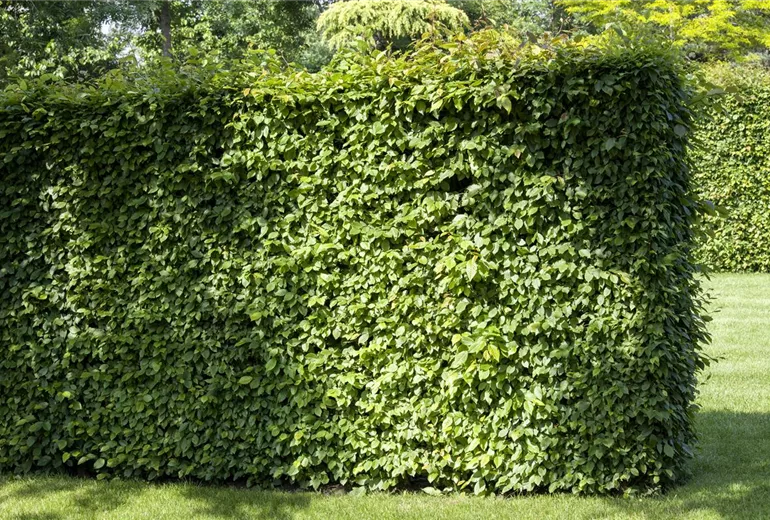 Carpinus betulus Carpinus betulus