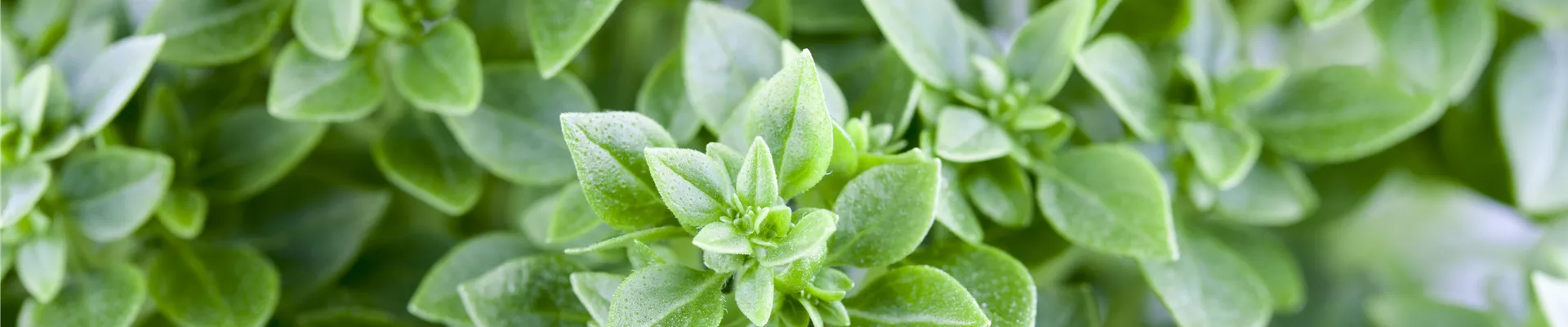 Ocimum basilicum Ocimum basilicum