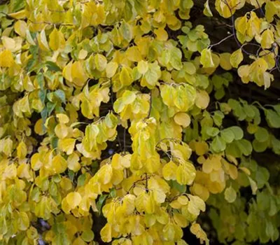 Celastrus orbiculatus Celastrus orbiculatus