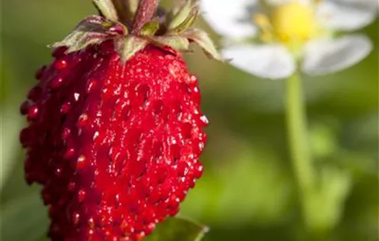 Fragaria vesca var.semperflorens