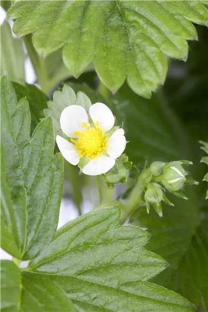 Fragaria vesca var.semperflorens