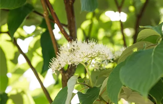Cornus sericea 'Flaviramea'