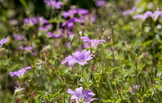 Geranium macrorrhizum