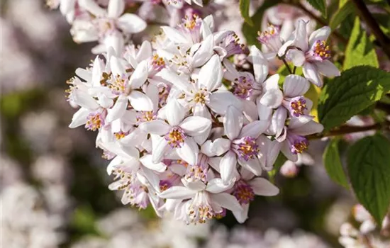 Deutzia rosea