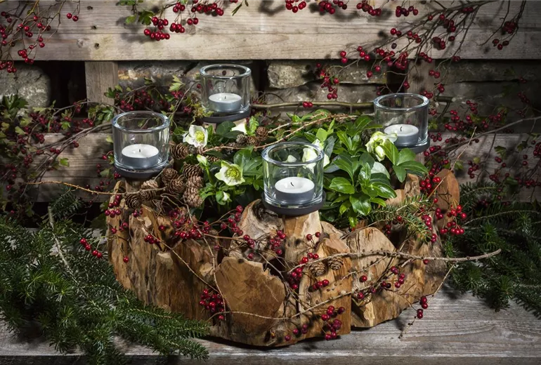 Helleborus niger Helleborus niger