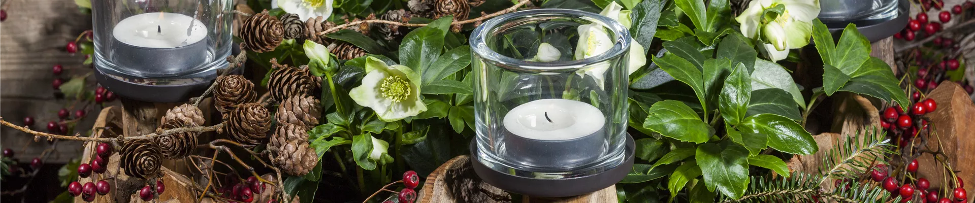 Helleborus niger Helleborus niger