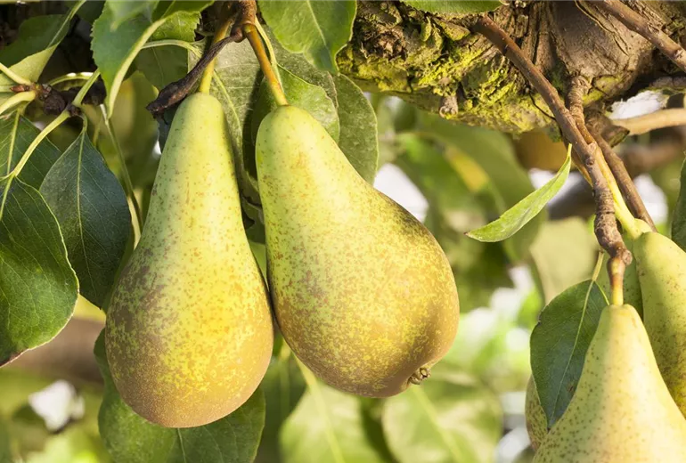 Pyrus communis 'Conference' Pyrus communis 'Conference'