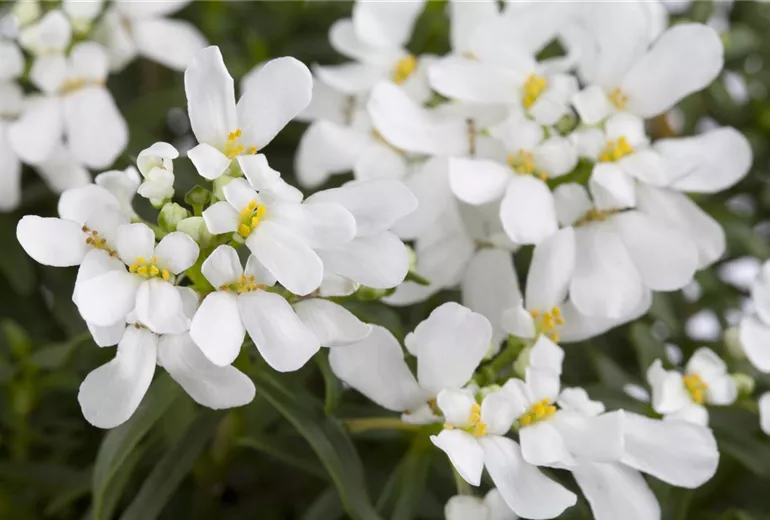Iberis sempervirens 'Schneeflocke' Iberis sempervirens 'Schneeflocke'