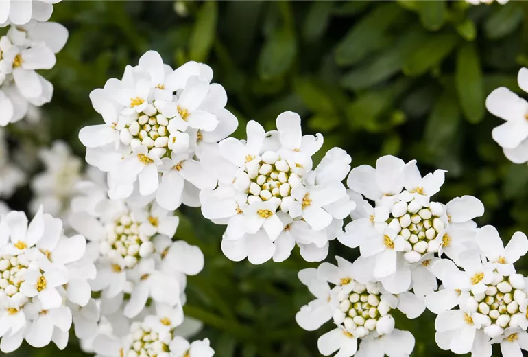 Iberis sempervirens 'Schneeflocke' Iberis sempervirens 'Schneeflocke'