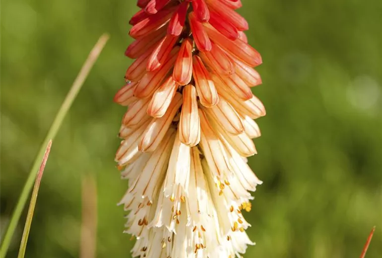 Kniphofia uvaria 'Papaya Popsicle' Kniphofia uvaria 'Papaya Popsicle'
