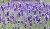 Lavendel