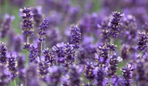 Lavendel