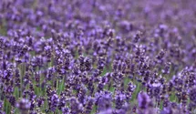 Lavendel