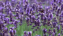 Lavendel