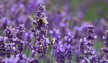 Lavendel
