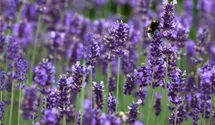 Lavendel
