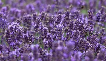 Lavendel