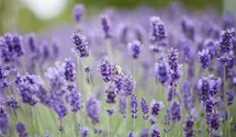 Lavendel