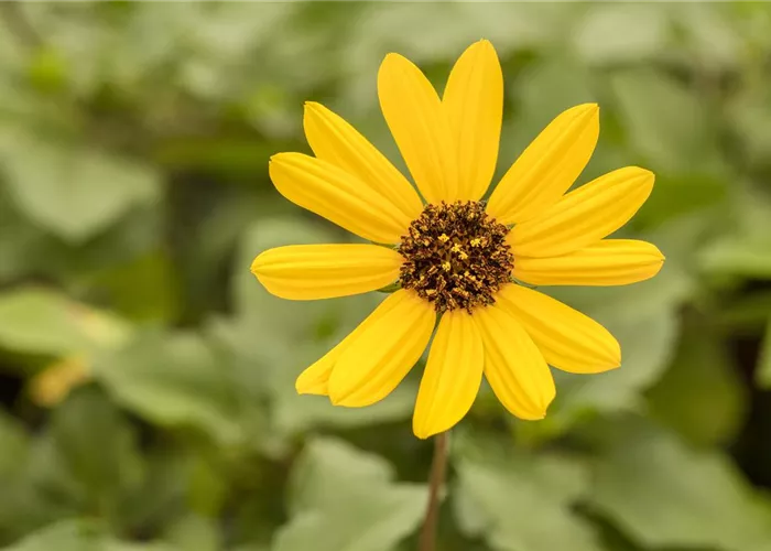 Mit einjährigen Pflanzen den Garten bunter machen