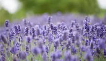 Lavendel