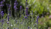 Lavendel