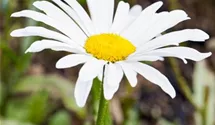 Sommer-Margerite