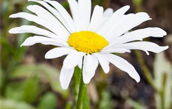 Leucanthemum x superb.'Silberprinze', gen.