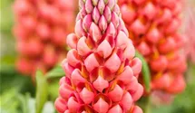 Hohe Lupine