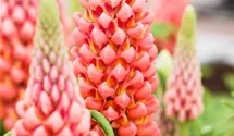Hohe Lupine