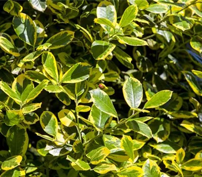 Ilex aquif.'Golden van Tol' Ilex aquif.'Golden van Tol'