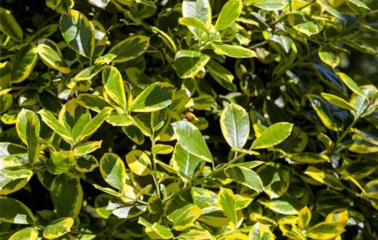 Ilex aquif.'Golden van Tol'