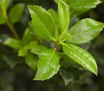 Ilex aquif.'J.C.van Tol' Ilex aquif.'J.C.van Tol'